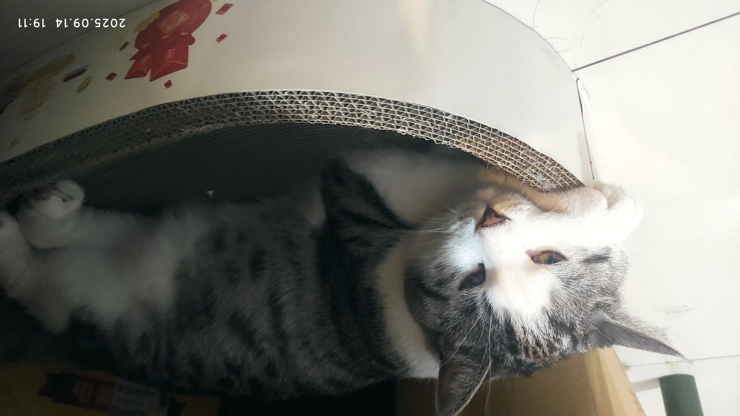 猫猫狗狗都喜欢-朝夕梦想王
